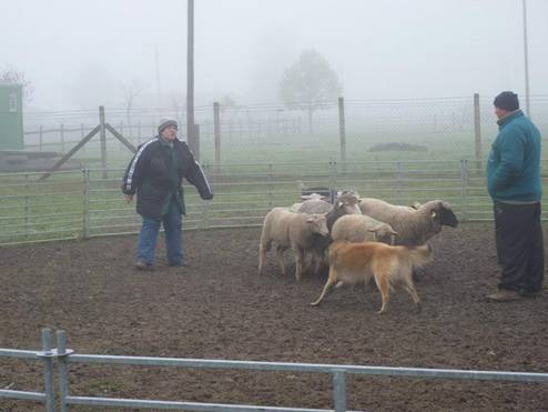 486366_553069891376630_870034133_n